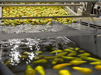 Alimentador de disco - Greefa - para produtos alimentares / automático