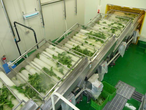 Lavadora de alimentos com escova - MXJ-20 - SHAOXING WALLEY FOOD MACHINERY CO., LTD. - para hortaliças / para fruta / para marisco