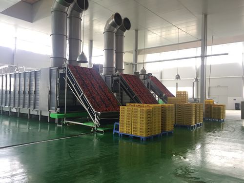 Secador a ar quente - HGD series - SHAOXING WALLEY FOOD MACHINERY CO., LTD. - para hortaliças / para fruta / para cenouras