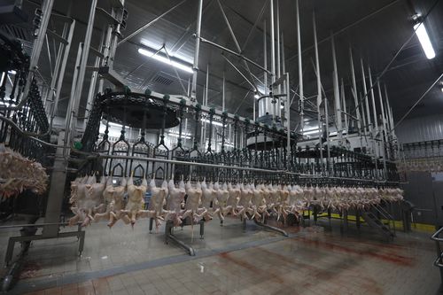Linha de abate de frangos - CANTEK Cold Storage - Meat Processing - móvel